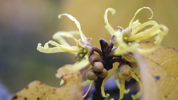 Witch hazel Witch hazel